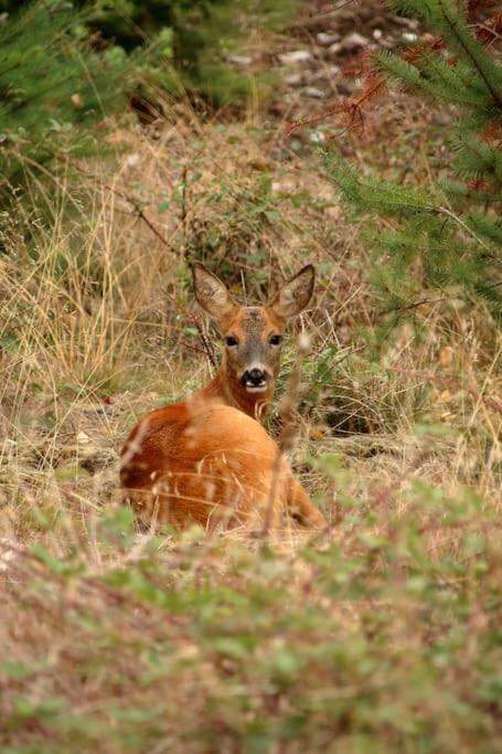 Nightjar Lodge - Adults Only Lackford Bagian luar foto